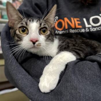 Rescue Domestic Short Hair Cats for Adoption in Brea, California - Barry | PetCurious