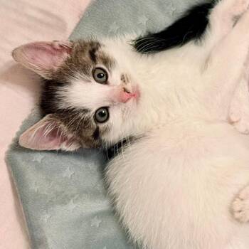 Fawn -  Domestic Short Hair Cat for Adoption in Cumming, Georgia - Fawn | PetCurious