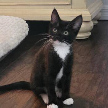 Bean -  Domestic Short Hair Cat for Adoption in NEW PT RICHEY, Florida - Bean | PetCurious