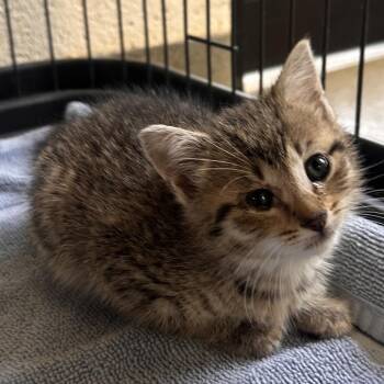 Cherry Bonbon -  Domestic Short Hair Cat for Adoption in Rocky Mount, Virginia - Cherry Bonbon | PetCurious