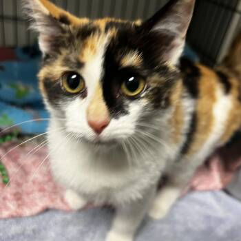 Butterscotch -  Calico Cat for Adoption in Lexington, Kentucky - Butterscotch | PetCurious