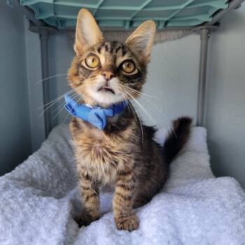 Rescue Domestic Medium Hair Cats for Adoption in Lutz, Florida - Strudel | PetCurious
