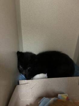 Domestic Short Hair Cats Available for Adoption in Sacramento, California - Dash | PetCurious