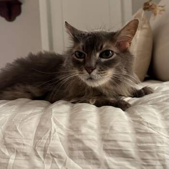 Domestic Medium Hair Cats Available for Adoption in Salt Lake City, Utah - Reef | PetCurious