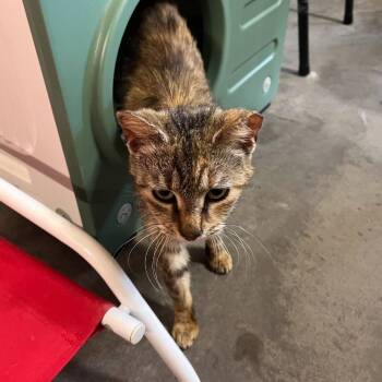 Rescue Domestic Short Hair Cats for Adoption in Fairfax Station, Virginia - Annie | PetCurious