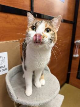 Sky -  Calico and Domestic Short Hair Cat for Adoption in Pompano Beach, Florida - Sky | PetCurious