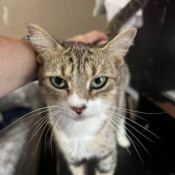 Alley -  American Shorthair Cat for Adoption in Mount Vernon, Arkansas - Alley | PetCurious