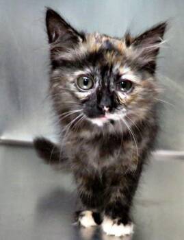 Ashley -  Domestic Medium Hair Cat for Adoption in Lexington, Virginia - Ashley | PetCurious