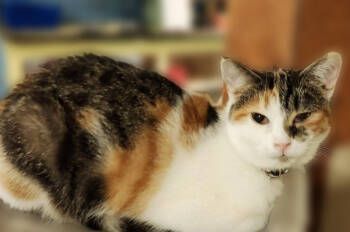 Rescue Domestic Short Hair Cats for Adoption in Rice Lake, Wisconsin - Charlotte | PetCurious