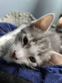Domestic Short Hair Cats Available for Adoption - Vegas | PetCurious