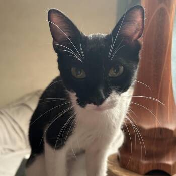 Dhezi -  Domestic Short Hair Cat for Adoption in Los Angeles, California - Dhezi | PetCurious