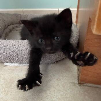 Jax -  Domestic Short Hair Cat for Adoption in Germantown, Maryland - Jax | PetCurious
