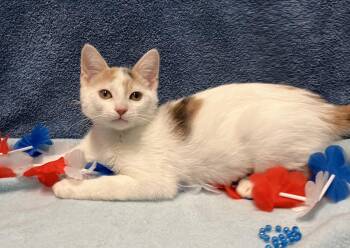 Tulip -  Dilute Calico and Domestic Short Hair Cat for Adoption in Dublin, Ohio - Tulip | PetCurious