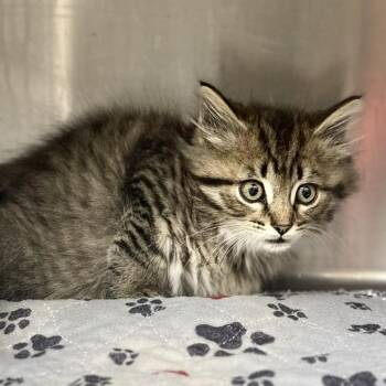 Honda -  Domestic Long Hair Cat for Adoption in Jacksboro, Tennessee - Honda | PetCurious