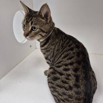 Domestic Short Hair Cats Available for Adoption - Bonnie | PetCurious