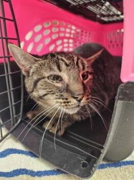 Chicken -  Domestic Short Hair Cat for Adoption in Sacramento, California - Chicken | PetCurious