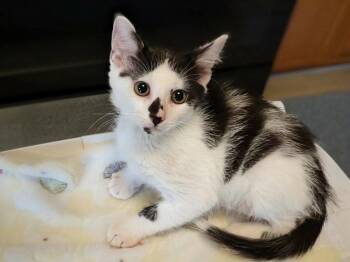 Boone -  Domestic Short Hair Cat for Adoption in Warner Robins, Georgia - Boone | PetCurious