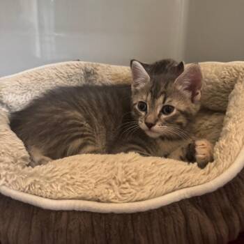 Domestic Short Hair Cats Available for Adoption - Hyacinth | PetCurious