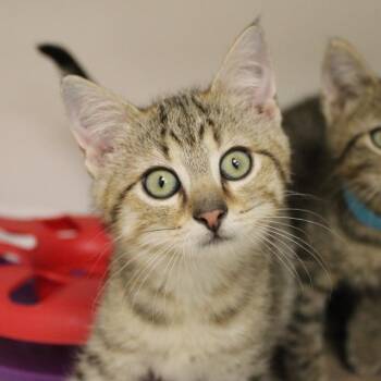 Pebble -  Domestic Short Hair Cat for Adoption in Champaign, Illinois - Pebble | PetCurious
