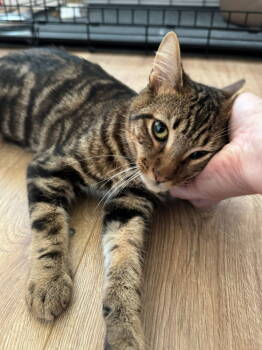 Rescue Domestic Short Hair Cats for Adoption in San Luis Obispo, California - Toby & Boy Named Sue - Dashing Dynamic Duo | PetCurious