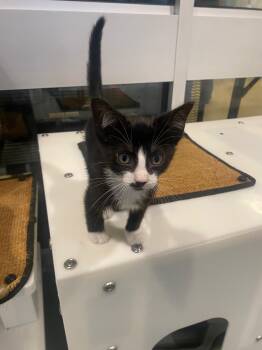 Sergio A219322 -  Tuxedo Cat for Adoption in Plano, Texas - Sergio A219322 | PetCurious