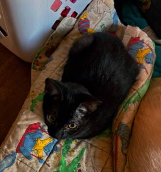 Rescue Domestic Short Hair Cats for Adoption in Fresno, California - Cinnamon | PetCurious