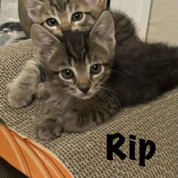 Rip -  Domestic Short Hair Cat for Adoption in Tampa, Florida - Rip | PetCurious