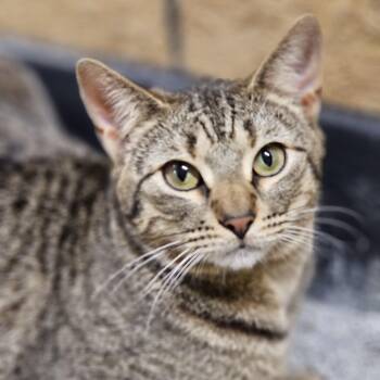 Tabby Cats Available for Adoption - Fanta | PetCurious
