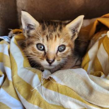 Matilda -  Domestic Short Hair Cat for Adoption in Birmingham, Alabama - Matilda | PetCurious
