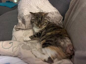 Belle -  Domestic Short Hair Cat for Adoption in Orlando, Florida - Belle | PetCurious
