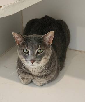 Rescue Domestic Short Hair and Tabby Cats for Adoption in Fairfield, Iowa - Vinnie | PetCurious