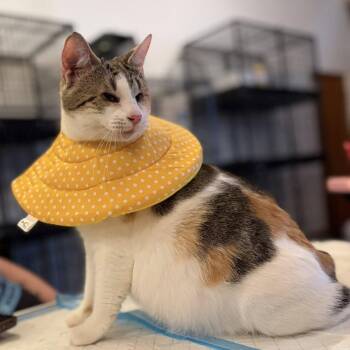 Domestic Short Hair Cats Available for Adoption in Middletown, Ohio - Laffy Taffy | PetCurious