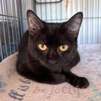 Trick (26-9877) -  Domestic Short Hair Cat for Adoption in Fort Smith, Arkansas - Trick (26-9877) | PetCurious