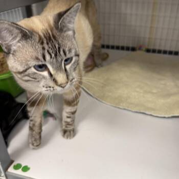 Benson -  Applehead Siamese Cat for Adoption in Senatobia, Mississippi - Benson | PetCurious