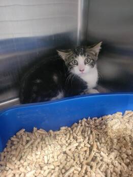 Auggie -  Domestic Short Hair Cat for Adoption in Ashland, Wisconsin - Auggie | PetCurious