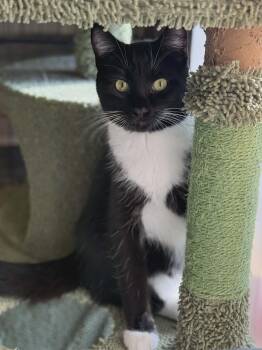 Tuxedo and Domestic Medium Hair Cats Available for Adoption - Callie - Tuxedo Litter  | PetCurious