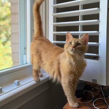Domestic Medium Hair Cats Available for Adoption - Auto | PetCurious