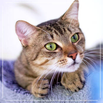 Rescue Domestic Short Hair Cats for Adoption in Cumming, Georgia - Wylie | PetCurious