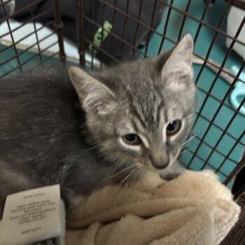 Scotland -  Domestic Short Hair Cat for Adoption in Pasadena, California - Scotland | PetCurious