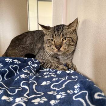 Domestic Short Hair Cats Available for Adoption in Houston, Texas - Cornelius | PetCurious