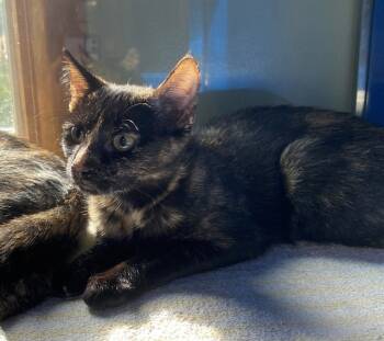 Rescue Domestic Short Hair Cats for Adoption in Westminster, Maryland - MARY | PetCurious