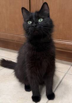 Mariposa -  Domestic Medium Hair Cat Available for Adoption in Oviedo, Florida - Mariposa | PetCurious