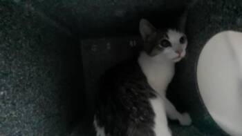 HOLLAND -  Domestic Short Hair Cat for Adoption - HOLLAND | PetCurious