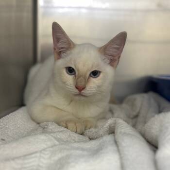 Rescue Domestic Short Hair Cats for Adoption in Auburn, Alabama - Squishy | PetCurious