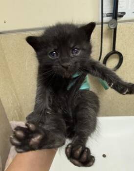 SPIDEY -  Domestic Short Hair Cat for Adoption in Riverside, California - SPIDEY | PetCurious