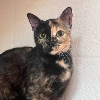 Domestic Short Hair Cats Available for Adoption in Sarasota, Florida - Tiki | PetCurious