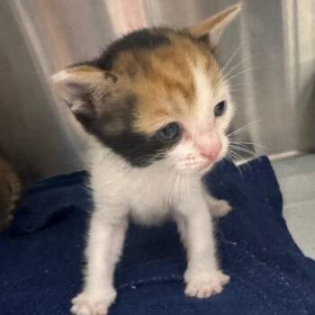 Meatball -  Domestic Short Hair Cat for Adoption in Clearwater, Florida - Meatball | PetCurious