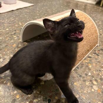 Domestic Short Hair Cats Available for Adoption in Louisville, Kentucky - Rye | PetCurious