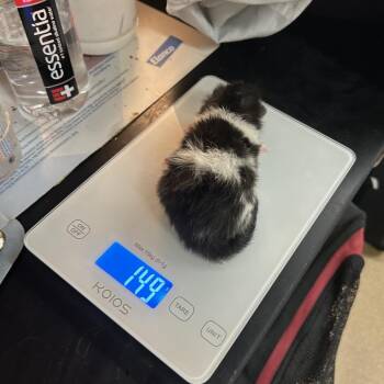 Secretive -  Domestic Medium Hair Cat for Adoption in Chattanooga, Tennessee - Secretive | PetCurious