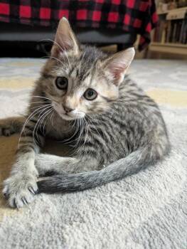 Wakko -  Domestic Short Hair Cat for Adoption in Salt Lake City, Utah - Wakko | PetCurious